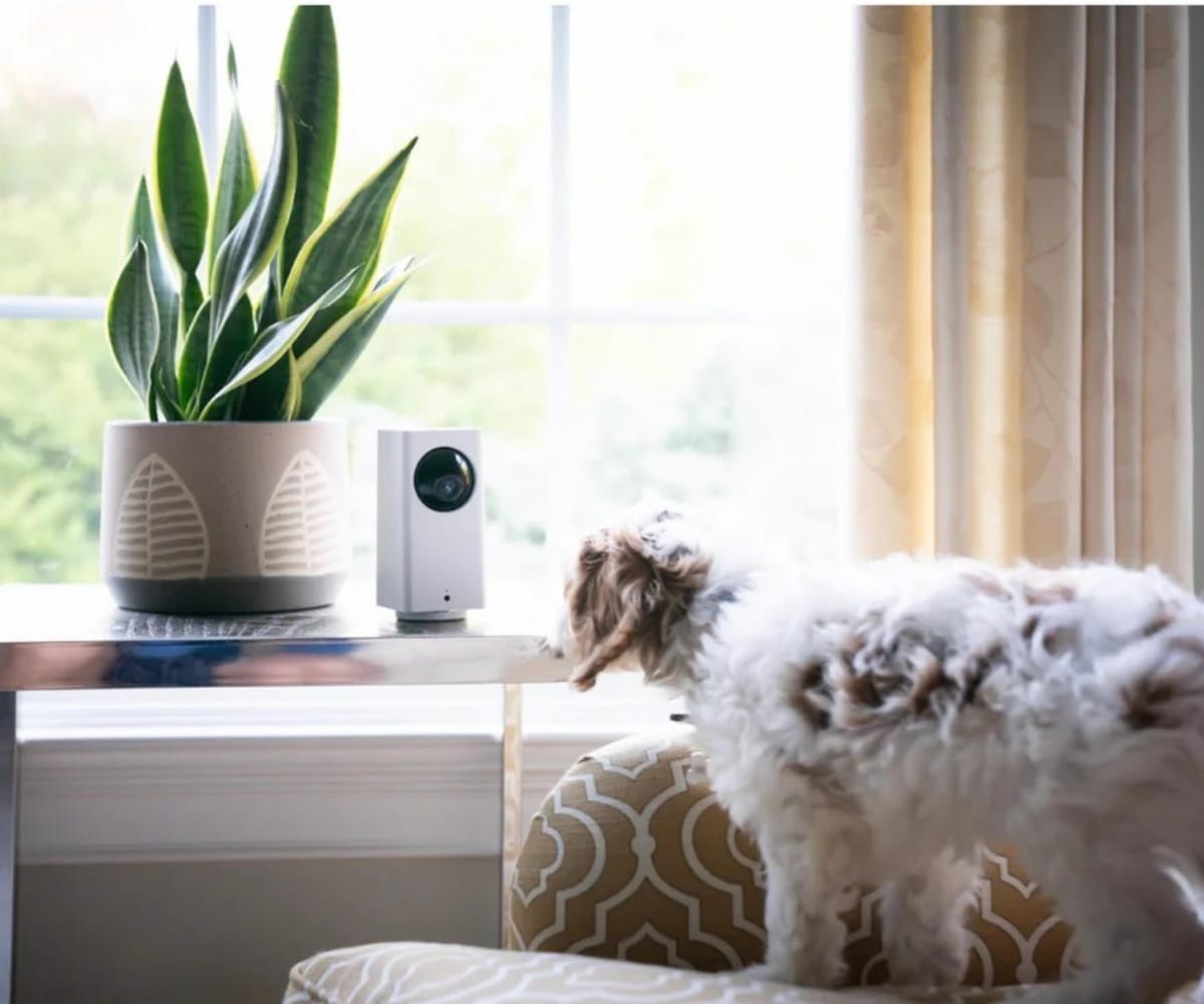 Pet Cameras